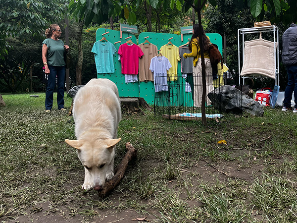 Perro caminando en el parque durante la jornada de adopción en La Gracia al Parque
